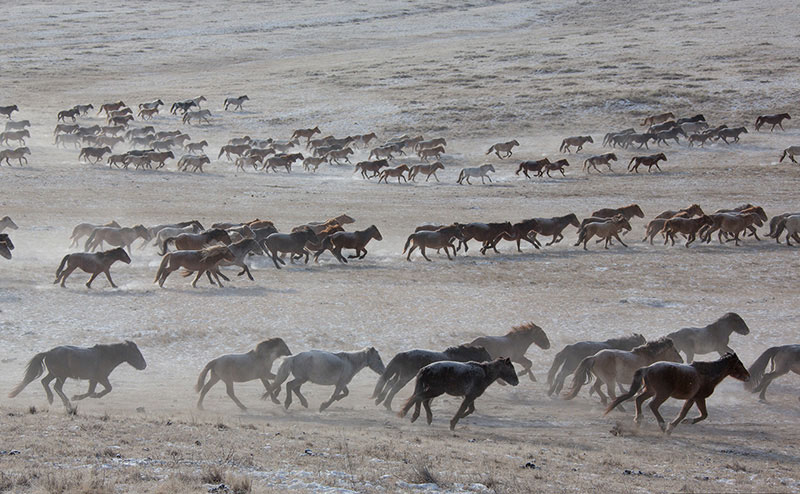 mongolia steppe horses 